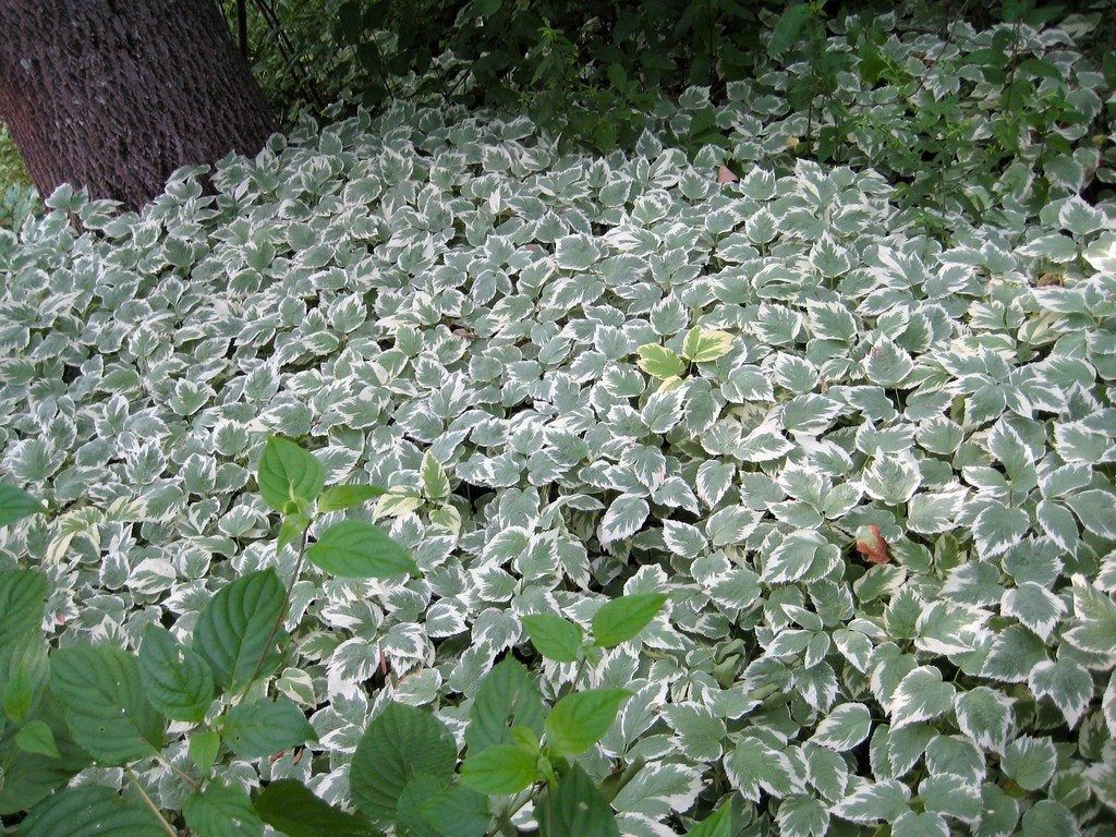 Bishop&amp;#39;s Weed Mountain Ground Cover