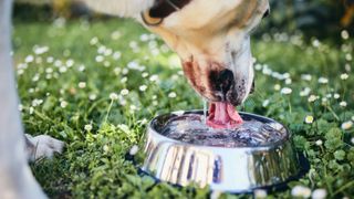 Dog drinking water