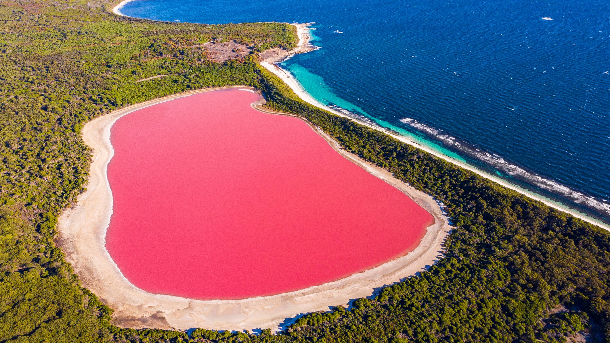 aerial view of a vibrant pink lake surrounded by trees and to the right a deep blue ocean.