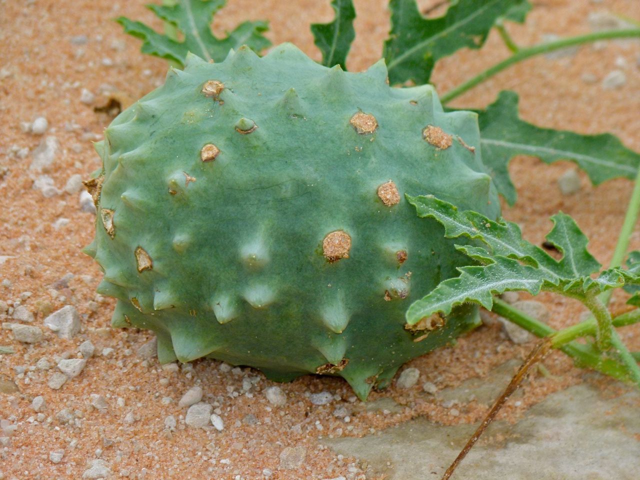 Gemsbok African Melon