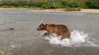Grizzly bear charging along river