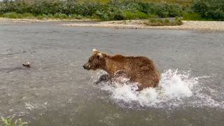 沿河充电灰熊