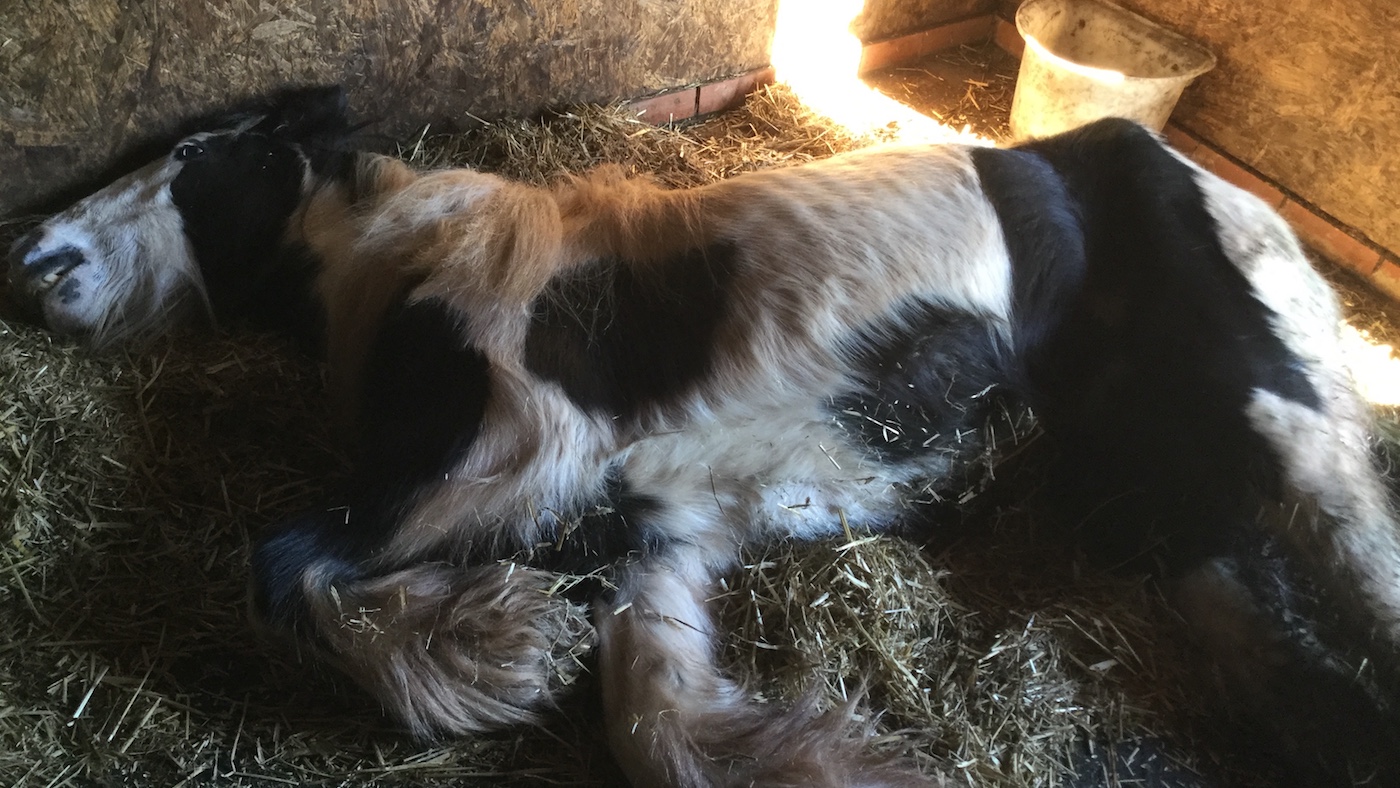 PoorFilly