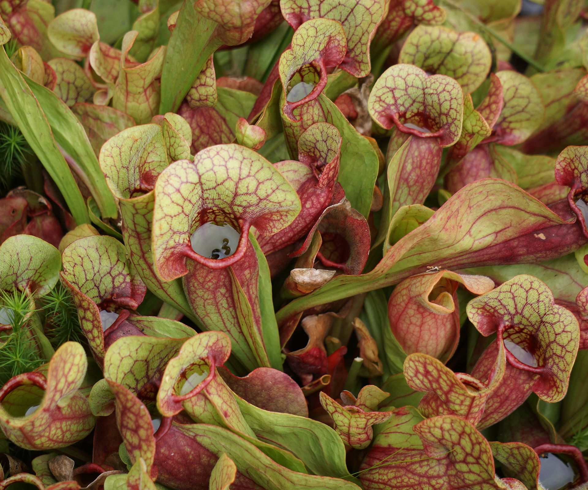 Creepy Indoor Carnivorous Plants You Can Grow At Home | Gardening Know How
