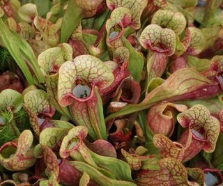 pitcher plant growing in container indoors