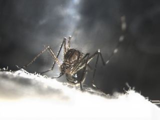 The white eyes in this Aedes aegypti mosquito resulted from edits to its genome, done with the help of a protein produced in the insect's cells.