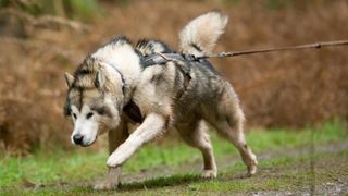 Alaskan malamute pulling a rig