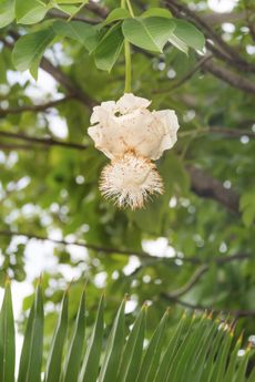 baobob flower