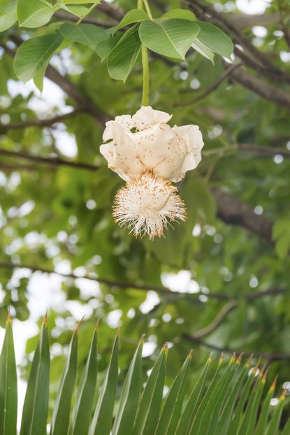 baobob flower