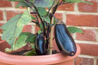 Aubergines or eggplants growing in a pot