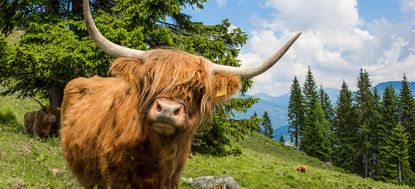 highland cattle