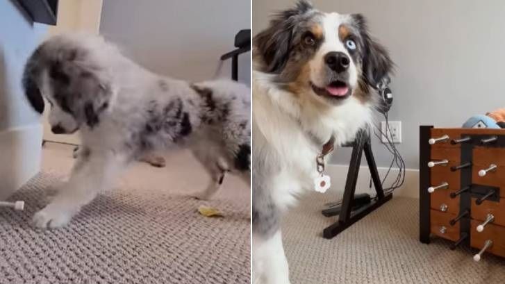 Farley the dog plays with door stopper toy