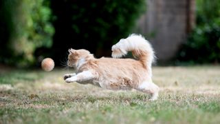 Soft orange cat leaps toward its ball over a grass field.