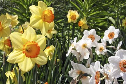 Yellow And White Daffodils