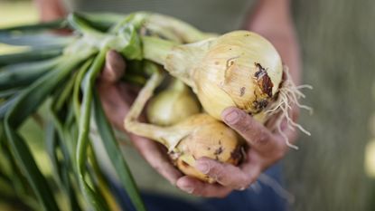 Hands holding a harvest of onions