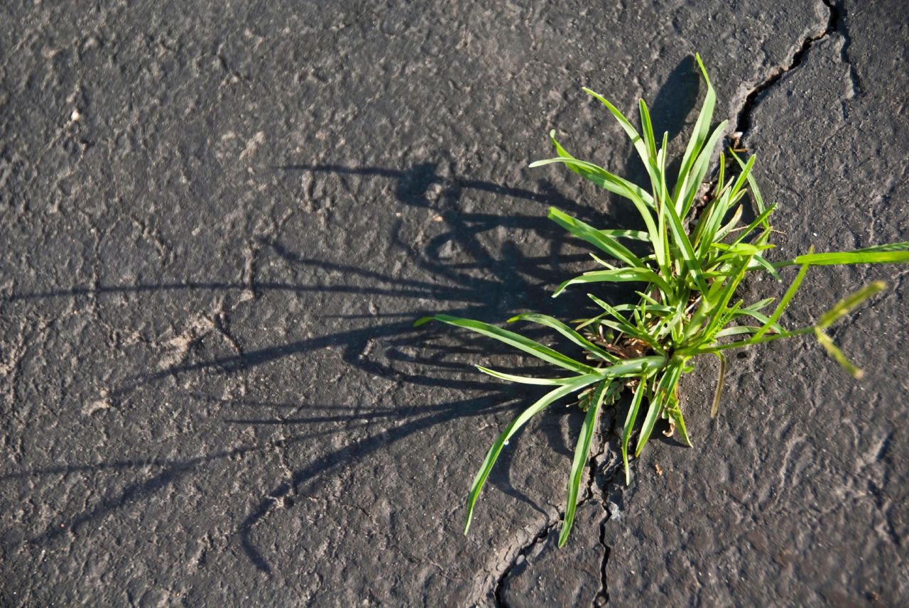 Weeds Growing In The Crack Of Pavement