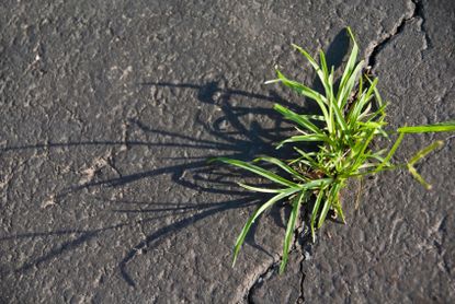 Weeds Growing In The Crack Of Pavement