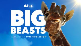 The teaser image for the brand new Apple TV+ show "Big Beasts" features a giraffe with puckered lips.