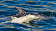 The all-white dolphin calf at the surface next to a fully grown adult.