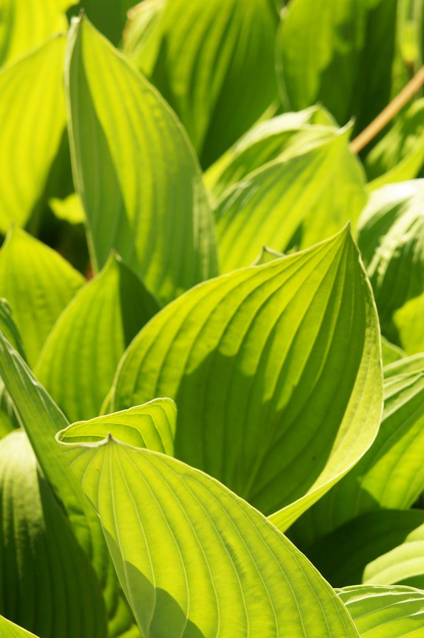 Hosta Leaves In The Sun