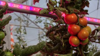 Tomato plants with artificial light