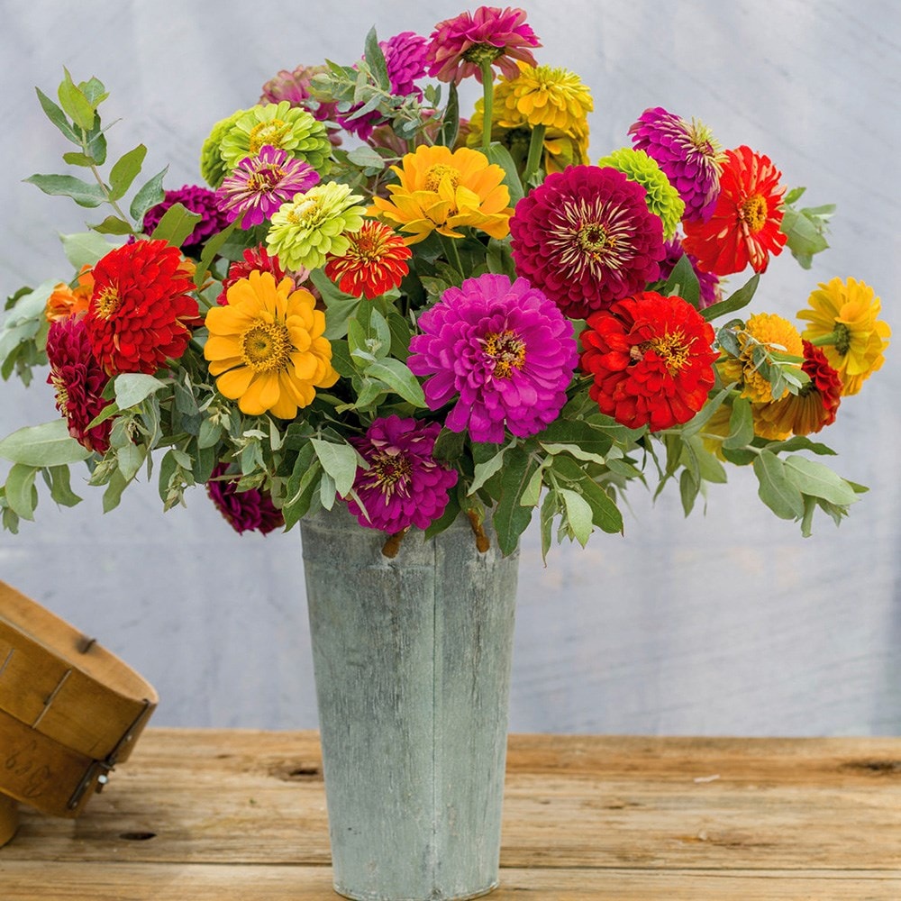 Zinnia 'dahlia-Flowered Mixed'