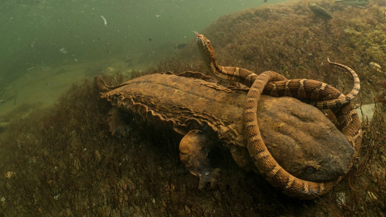 Wildlife Photographer of the Year winners