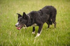 Ricky Hutchinson's Border Collie Jock. ©Duncan Ireland / Country Life Picture Library