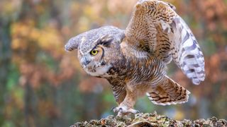 Owl flying