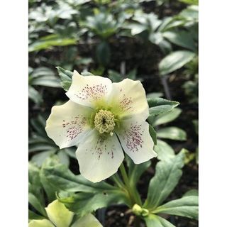  Lenten Rose, Hellebore with yellow blooms