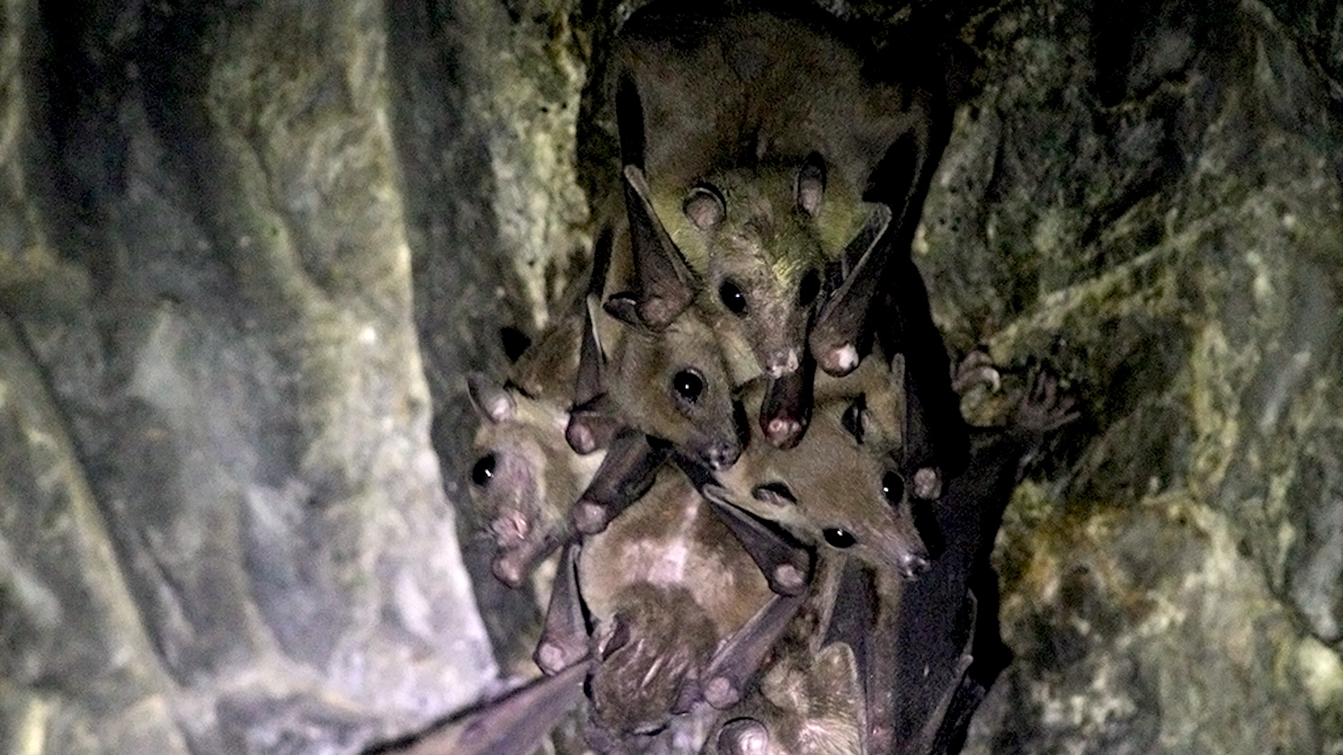 a group of bats huddle together in a cave