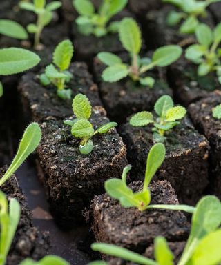 seedlings in seed blocks