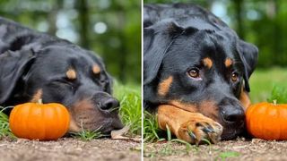 Mondu the Rottweiler with his mini pumpkin