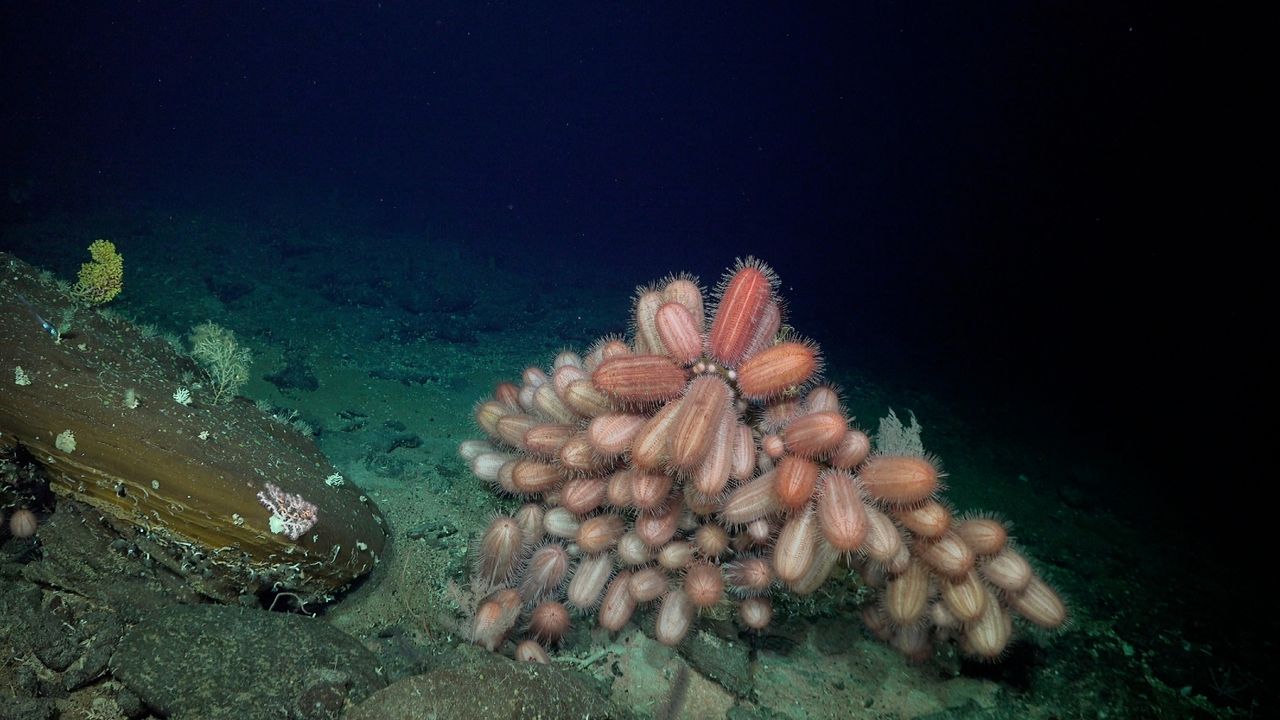 A mound of hariy, oblong shaped sea urhcins on the seafloor