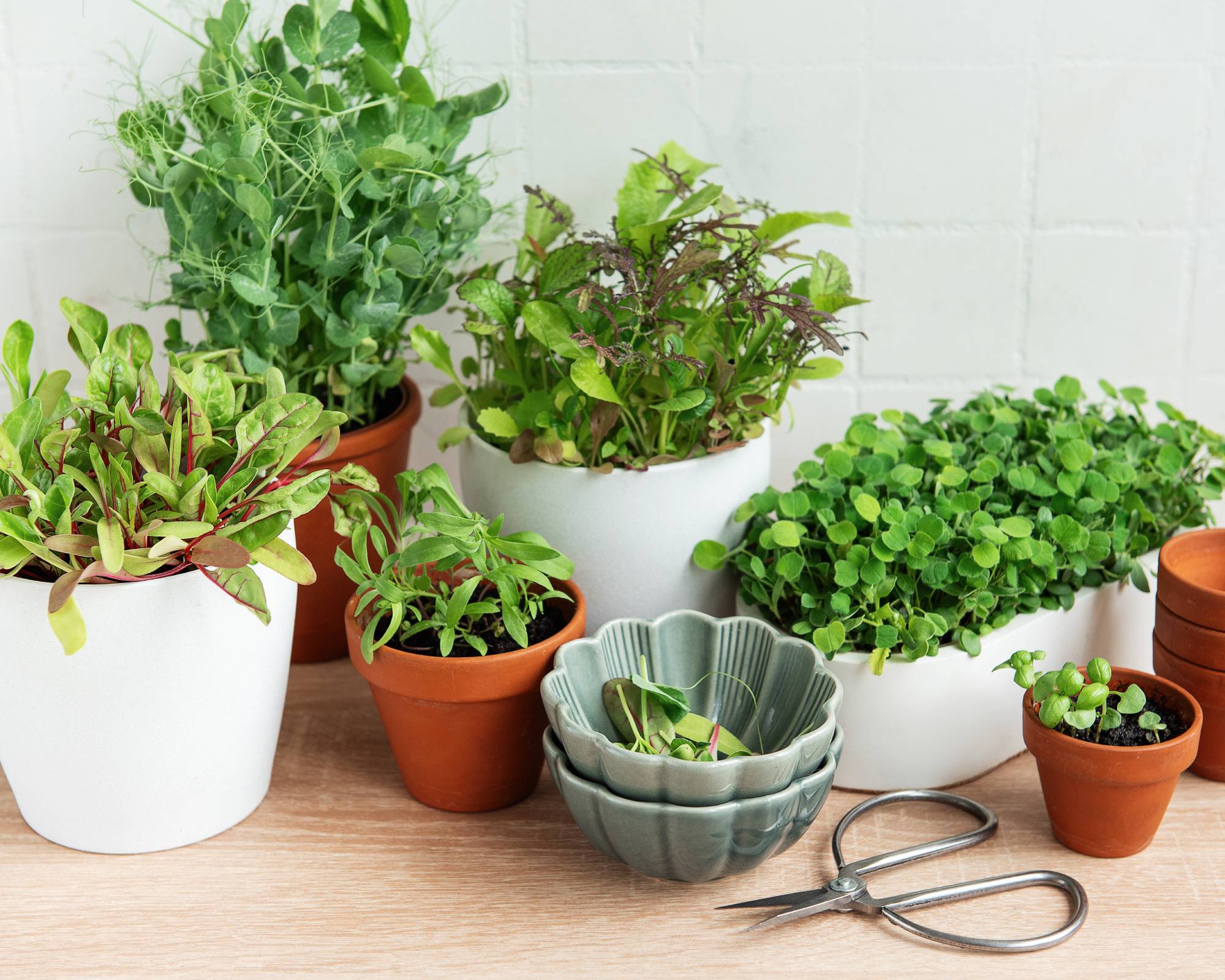 Indoor herbs and greens garden