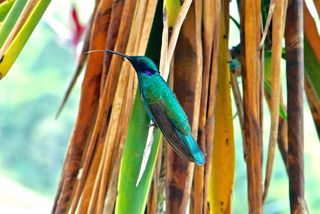 hummingbirds feeding, nectar