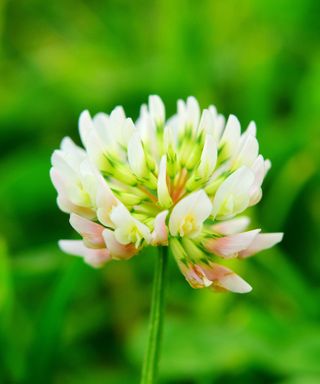 close up of white clover