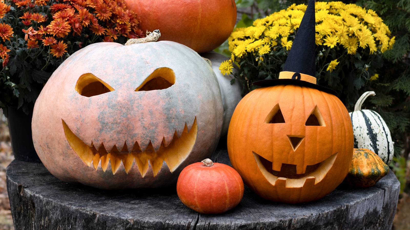 Two carved jack o lanterns and other gourds