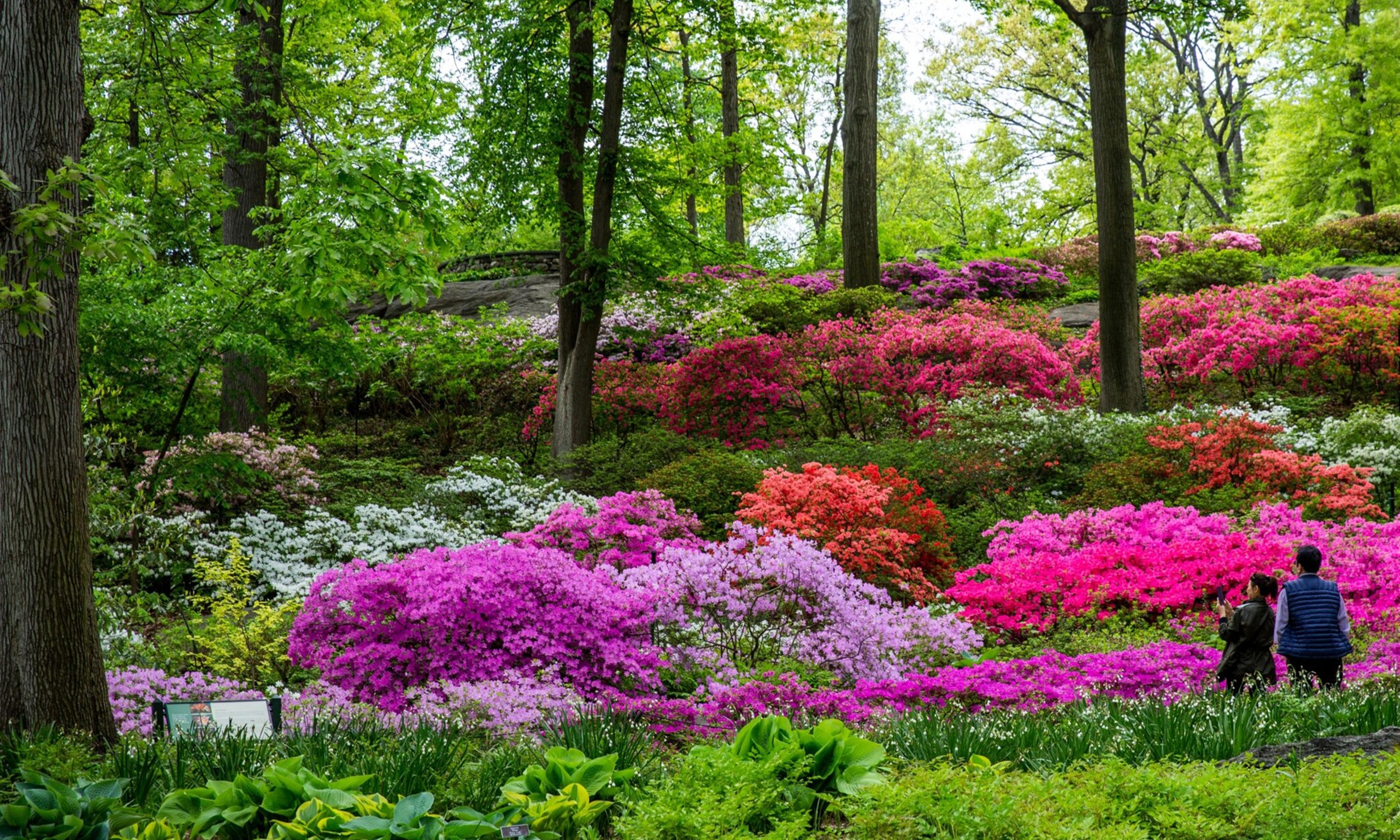 Azaleas in full bloom at The New York Botanical Garden