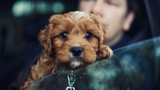 Puppy looking out the window of car