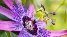 Purple passion flower in blooms in a sunny garden
