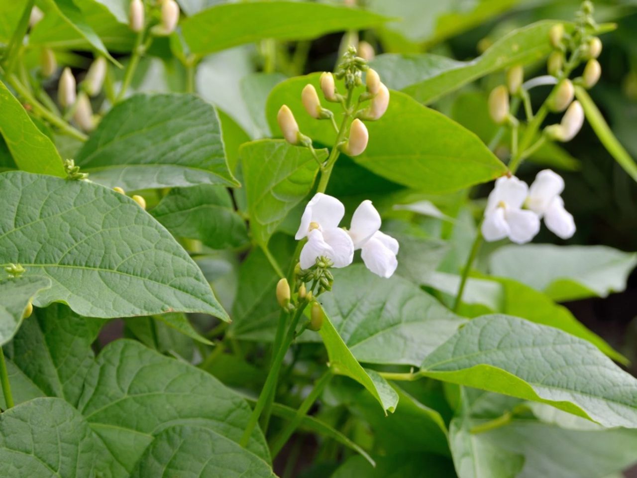 Beans Blossoming