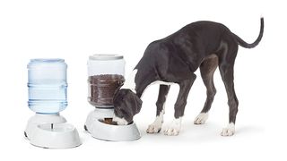 Dog eating from automatic feeding dish