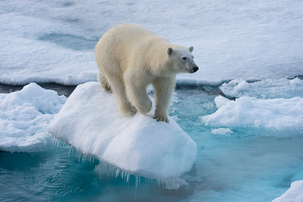 SVALBARD AND JAN MAYEN ISLANDS - 2015/07/20: A polar bear (Ursus maritimus) on the pack ice north of Svalbard, Norway. 