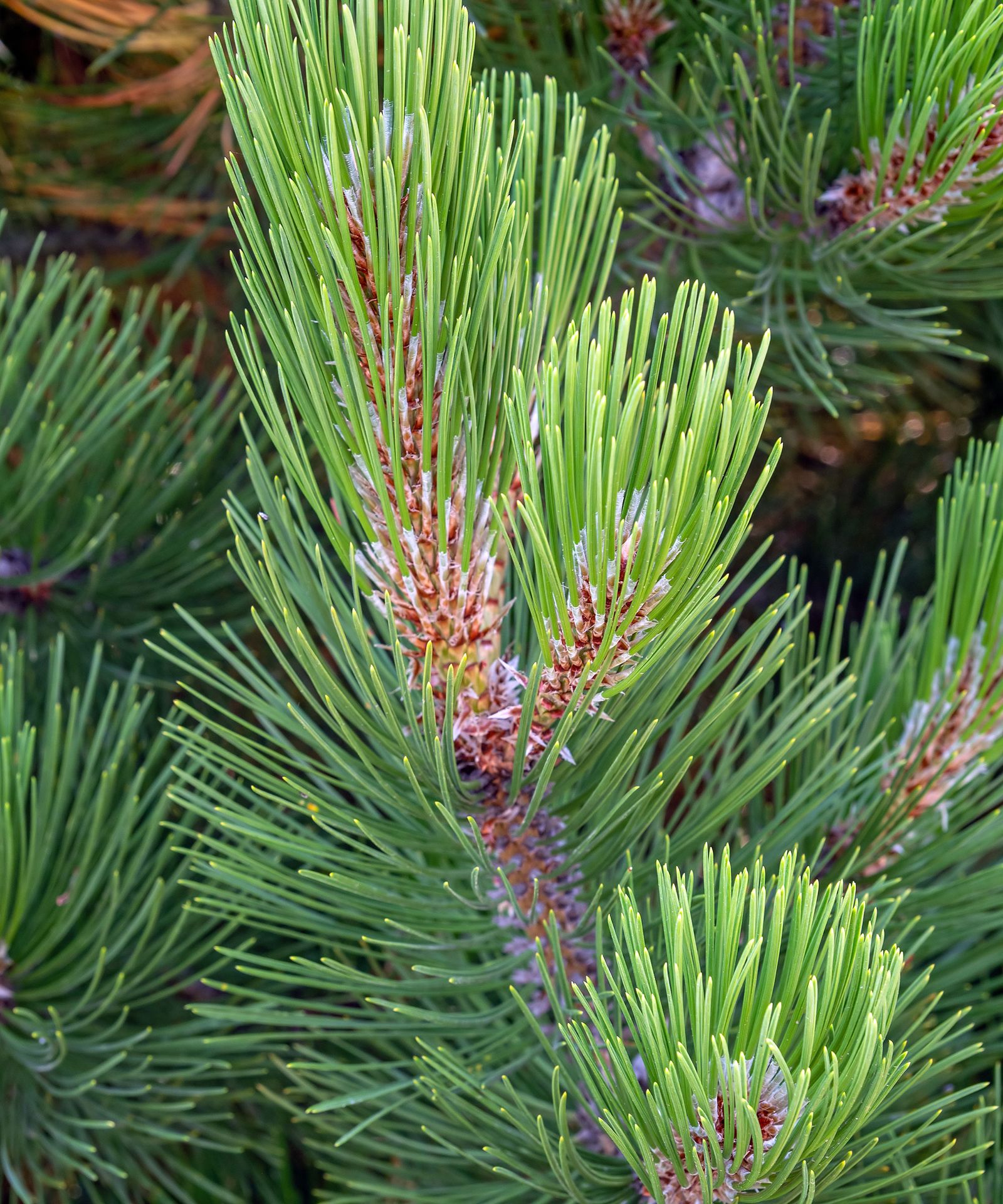 Best coastal plants: 21 top choices that will thrive near the ocean ...
