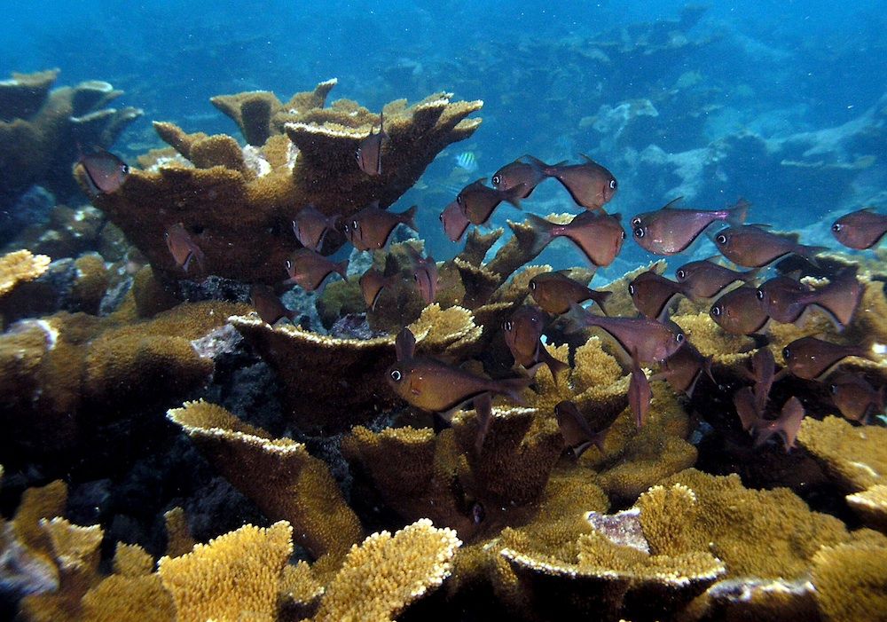 Fish swim in a coral reef in the Florida Keys.