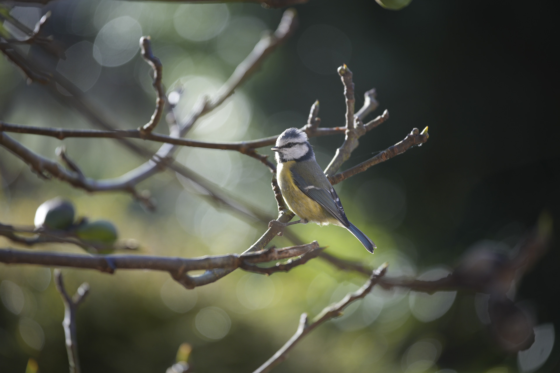 Small garden bird in a tree at first light