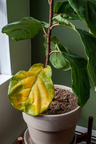 A houseplant in a pot with yellowing leaves