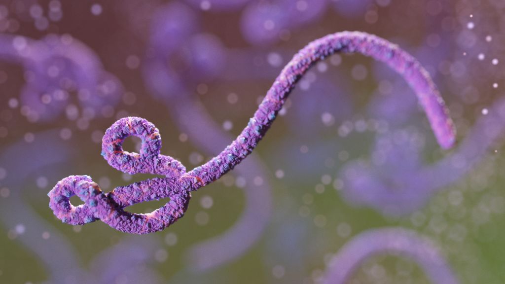 illustration of an ebola virus; the virus looks like a long, thin filament that&#039;s twisted into a loose knot at one end