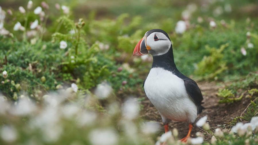 puffin on Skomer island